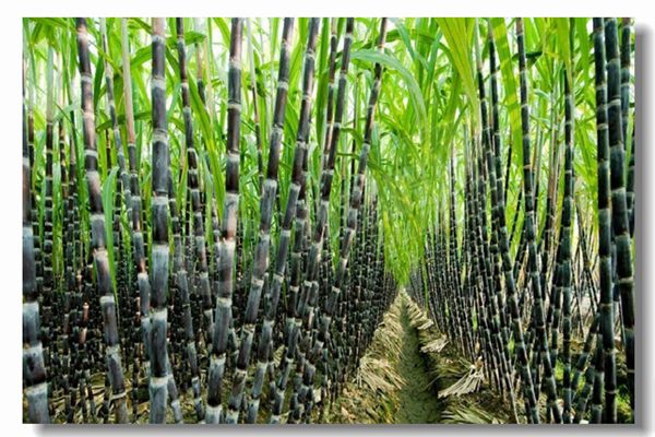 采暖锅炉十台甫牌有哪些？？