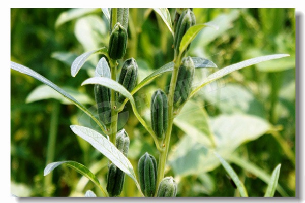 循环流化床锅炉内有传热历程有哪些？？